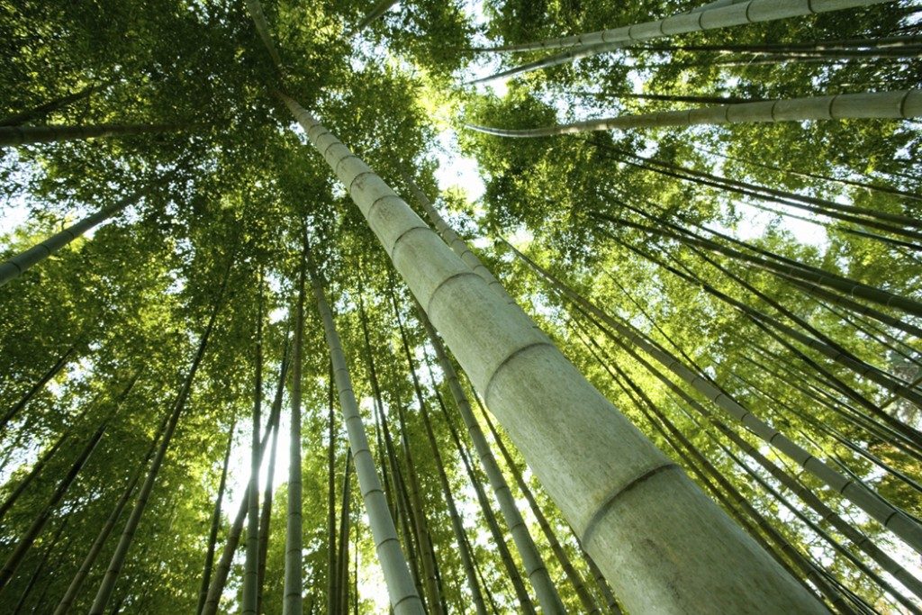chinese bamboo tree